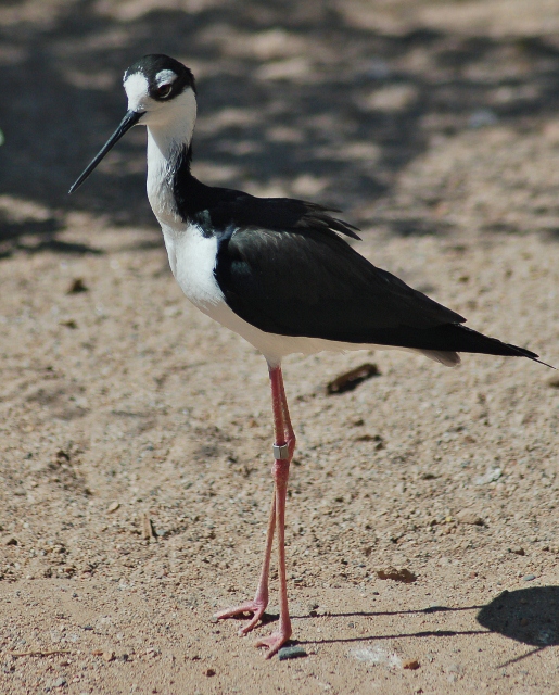 black-necked stilt